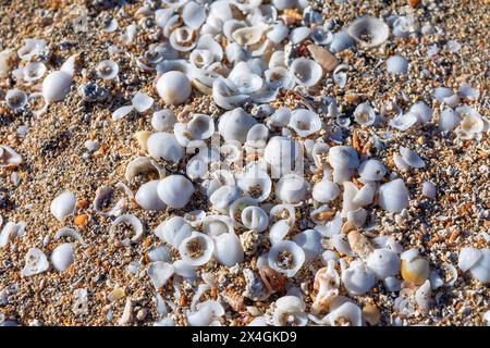 Conchiglie sulla spiaggia. Conchiglie di varie forme e dimensioni adornano il litorale Foto Stock