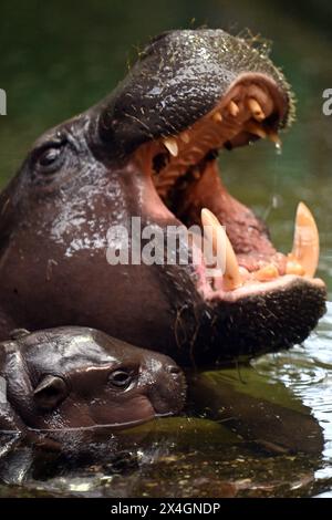 Duisburg, Germania. 3 maggio 2024. Il cucciolo di ippopotamo di diverse settimane Mufaro e la madre Ayoka nel loro recinto allo zoo di Duisburg. Il cucciolo è nato il 7 aprile 2024 ed è stato presentato al pubblico. Crediti: Federico Gambarini/dpa/Alamy Live News Foto Stock