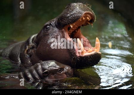 Duisburg, Germania. 3 maggio 2024. Il cucciolo di ippopotamo di diverse settimane Mufaro e la madre Ayoka nel loro recinto allo zoo di Duisburg. Il cucciolo è nato il 7 aprile 2024 ed è stato presentato al pubblico. Crediti: Federico Gambarini/dpa/Alamy Live News Foto Stock