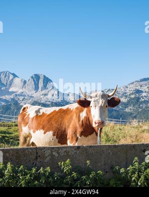 Mucca bruna che pascolava sul prato in montagna. Bestiame su pascolo alpino. Foto Stock