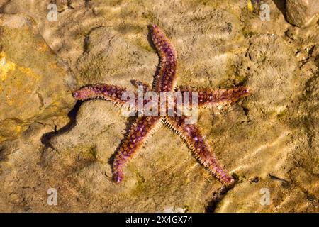 La Stella del Mare bianco o la stella marina spinosa blu (Coscinasterias tenuispina) in acque poco profonde Foto Stock