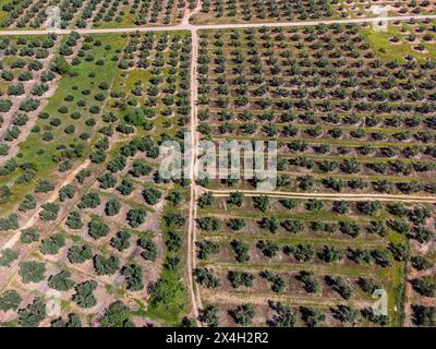 Ampia estensione di oliveti destinati alla produzione di olio, vicino alla città di Puertas de Segura, provincia di Jaén, Andalusia, Spagna Foto Stock