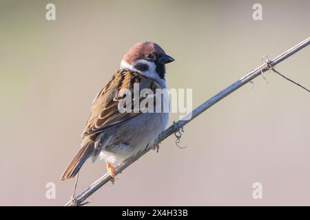 Passero eurasiatico maschile su sfondo sfocato (Passer montanus); questa specie è più comune nelle aree rurali di tutta Europa Foto Stock