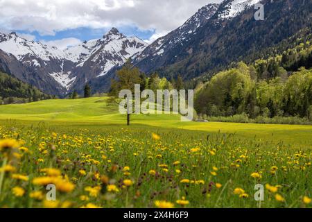 Freundliches Maiwetter a Bayern Sonne und Wolken wechseln sich im Trettachtal im Allgäu mit blühendem Löwenzahn ab. Im Hintergrund ist die Trettachspitze zu sehen., Oberstdorf Bayern Deutschland *** clima amichevole maggio in Baviera Sole e nuvole si alternano nella valle di Trettach nel Allgäu con leoni in fiore il Trettachspitze può essere visto sullo sfondo , Oberstdorf Baviera Germania Foto Stock