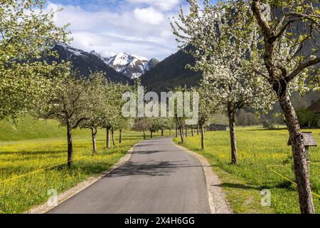 Freundliches Maiwetter a Bayern BEI blauem Himmel mit einigen Wolken scheint die Sonne auf eine Allee mit blühenden Obstbäumen., Oberstdorf Bayern Deutschland *** clima amichevole in Baviera sotto un cielo blu con poche nuvole, il sole splende su un viale di alberi da frutto in fiore , Oberstdorf Baviera Germania Foto Stock