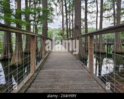 Passerella e attracco per le barche circondati da vecchi cipressi calvi situati a Lake Enterprise, Arkansas. Foto Stock