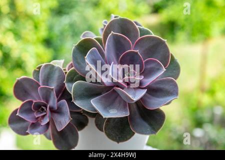 fiore succulento viola e giallo Foto Stock