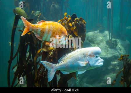 Due pesci tropicali splendidamente colorati Black Musselcracker Cymatoceps nasutus in un grande acquario. Foto Stock