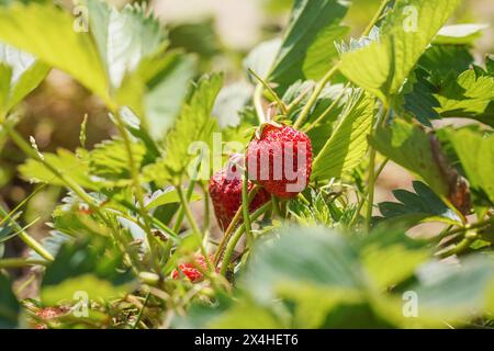 Il sole splende sulle fragole rosse mature che crescono in giardino, foglie verdi intorno Foto Stock