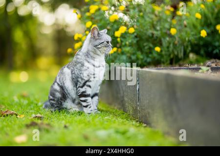 Giovane gatto da tabby in argento British shorthair che si rilassa nel cortile posteriore. Splendido gatto blu-grigio con occhi gialli che si diverte all'aperto in giardino o. Foto Stock