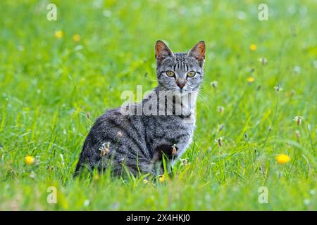 Gatto tabby a righe di sgombro sul prato, con la tipica marcatura a forma di M sulla fronte Foto Stock