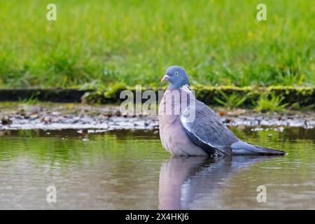 Piccione di legno comune (Columba palumbus) che fa il bagno nelle acque dello stagno Foto Stock