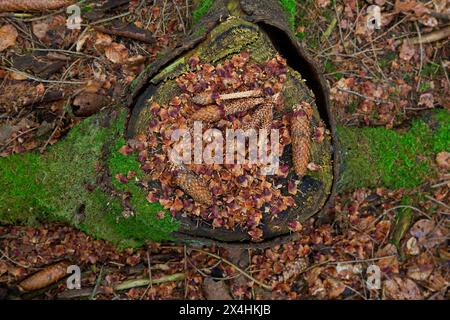 Scaglie spelate e coni parzialmente mangiati di abete norvegese / abete rosso su ceppo d'albero, avanzi di scoiattolo rosso che mangiano semi nella foresta di conifere Foto Stock