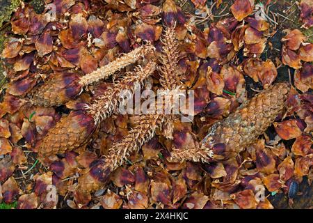 Scaglie spelate e coni parzialmente mangiati di abete norvegese / abete rosso su ceppo d'albero, avanzi di scoiattolo rosso che mangiano semi nella foresta di conifere Foto Stock