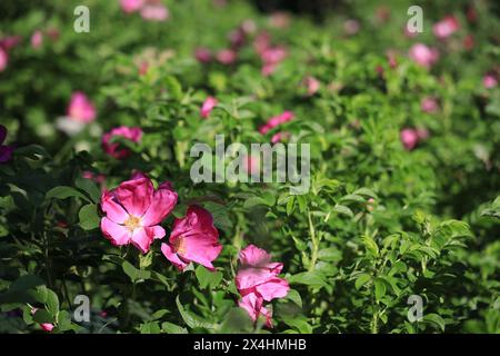 L'apertura del rosehip scarlatto si presenta in primo piano e uno splendido sfondo con un arbusto fiorito in estate Foto Stock