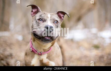 Un cane da leopardo Catahoula ha un cane di razza mista con eterocromia settoriale agli occhi Foto Stock