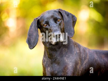 Un cane Plott Hound che guarda la telecamera e ascolta con un'inclinazione della testa Foto Stock