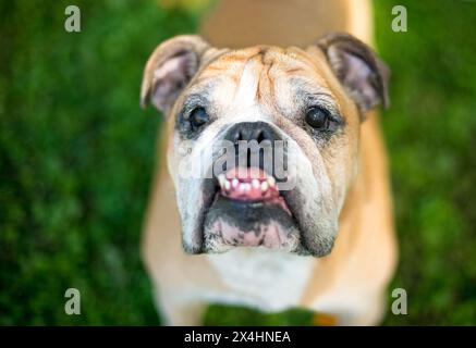 Un Bulldog inglese di razza pura con un underbite e denti storti Foto Stock