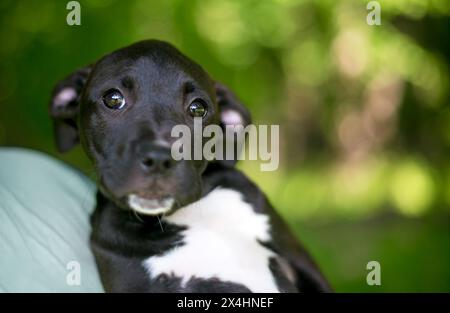 Un giovane cucciolo di razza mista Retriever x Terrier bianco e nero Foto Stock