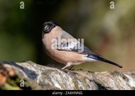 Un ritratto ravvicinato di un bullfinch donna, Pyrrhula pyrrhula, mentre è appollaiata sul ramo di una betulla d'argento Foto Stock