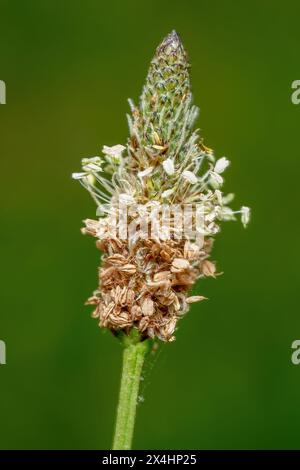 Primo piano di una testa di seme di una piantagione di Ribwort (Plantago lanceolata), un'erbaccia comune nel cortile. Raleigh, Carolina del Nord. Foto Stock