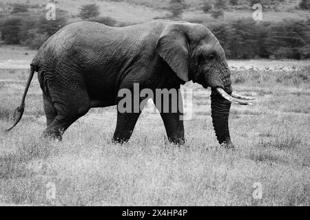 Elefante di toro nel cratere di Ngorongoro (B&W) Foto Stock