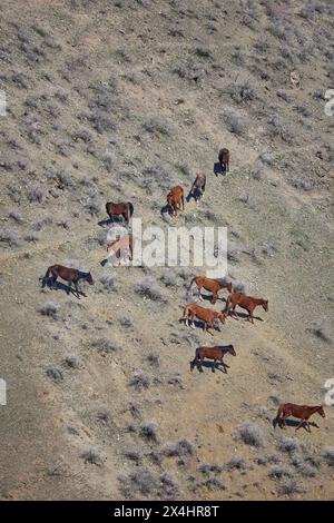 Bestiame all'aperto. Branco di cavalli che pascolano liberamente, scendendo lungo la collina. Pendio di montagna. Fattoria biologica, allevamento di animali al pascolo, agricoltura. cavallo, vista dall'alto Foto Stock