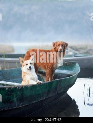 Un Corgi gallese e un Tolling Retriever Nova Scotia Duck condividono un momento in un ambiente verdeggiante sul lago. Cane in barca Foto Stock