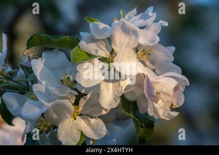 Fiori di mele fioriti in primavera, coltivazione ecologica Foto Stock