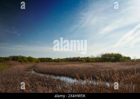 Vista di uno stagno drenato con un ruscello, canne in una giornata di sole, Polonia, Podlasie Foto Stock