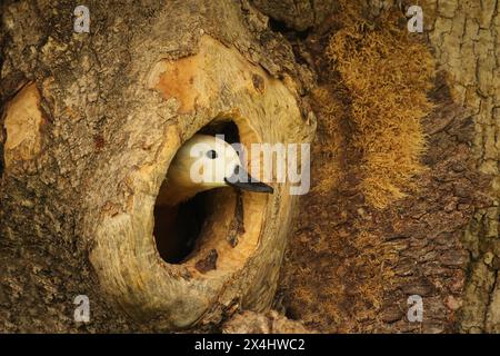 Ruddy Shelduck (Tadorna ferruginea) animale femminile che guarda fuori da una cavità di un albero in un vecchio frassino (Fraxinus excelsior) Allgaeu, Baviera, Germania Foto Stock