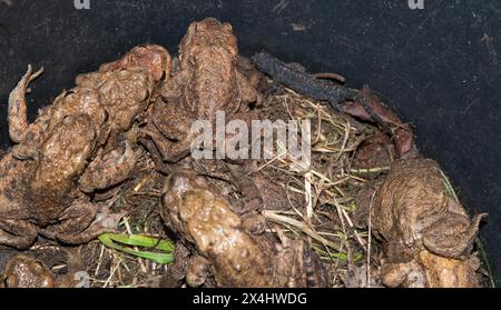 Molti rospi comuni (Bufo Bufo), maschi, femmine, coppie in angiosso e singoli animali e Tritone comune (Lissotriton vulgaris) (Syn.: Triturus vulgaris) Foto Stock