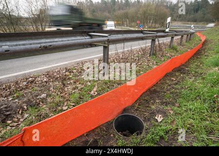 Rospi comuni (Bufo Bufo) in un secchio sepolto nel terreno accanto a una recinzione anfibia di colore arancione, recinzione protettiva, barriera accanto a una trafficata Foto Stock