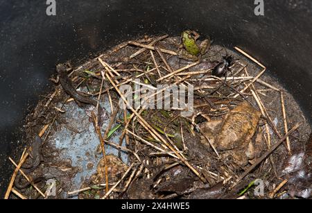 Rospi comuni (Bufo Bufo), rana verde (Pelophylax), rana d'acqua, scarabeo (Carabus violaceus), anche coleottero macinato viola o viola Foto Stock