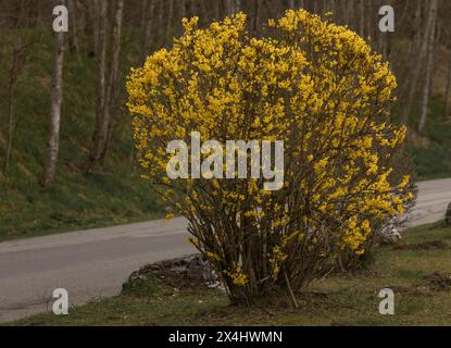 Giardino forsythia (Forsythia) lilla dorata, campana dorata, arbusto Foto Stock