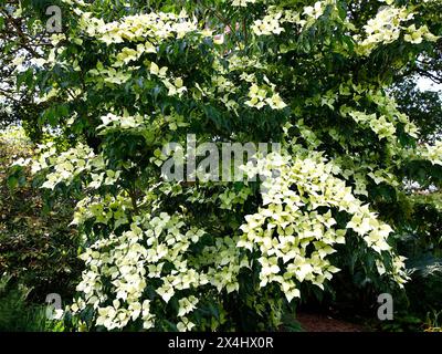 Primo piano delle foglie di crema del perenne arbusto di legno di pino cornus kousa greensleeves. Foto Stock