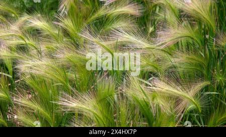 Primo piano dell'orzo ornamentale hordeum jubatum. Foto Stock