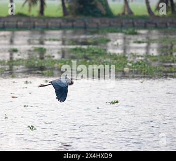 Oriental Darter (Anhinga melanogaster) in volo, Backwaters, Kumarakom, Kerala, India Foto Stock