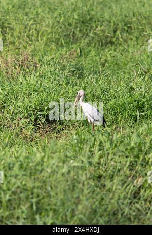 Openbill asiatico (Anastomus oscitans) nell'erba, Backwaters, Kumarakom, Kerala, India Foto Stock