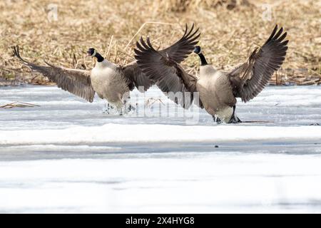 Oche del Canada (branta canadensis), coppia che atterra su una palude congelata, riserva della biosfera del Lac Saint-Pierre. provincia del Quebec. Canada, Foto Stock