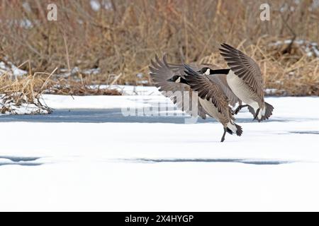 Oche del Canada (branta canadensis), coppia che atterra su una palude congelata, riserva della biosfera del Lac Saint-Pierre. provincia del Quebec. Canada, Foto Stock