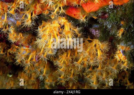 Primo piano di polipi di animali marini passivi velenosi anemoni di grappolo giallo (Parazoanthus axinellae), Mar Mediterraneo Foto Stock