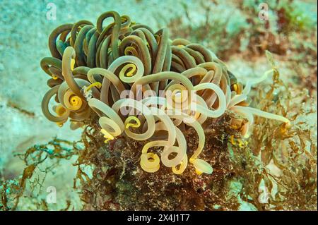 Primo piano dell'anemone di opelet anemone (Anemonia sulcata) anemone di cera con caratteristica distintiva nessuno senza punte viola Foto Stock