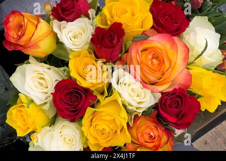 Bouquet colorato di rose in mostra con rose di colore giallo bianco rosso viola arancione rosa, internazionale Foto Stock