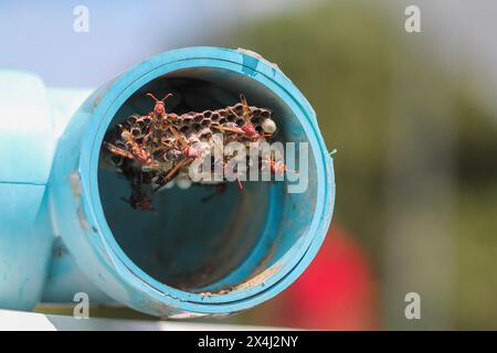 L'imenottera sta costruendo un nido per alimentare le larve in un tubo blu in PVC in un orto, e l'imenottera è anche un pericolo per gli agricoltori che iniziano a sgranare Foto Stock