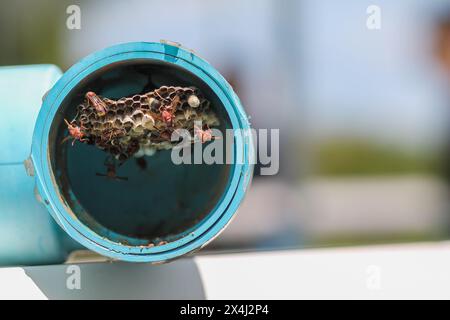 L'imenottera sta costruendo un nido per alimentare le larve in un tubo blu in PVC in un orto, e l'imenottera è anche un pericolo per gli agricoltori che iniziano a sgranare Foto Stock