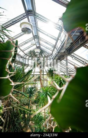 Serra inondata di luce con piante tropicali e struttura strutturale in acciaio, Giardino Botanico, Berlino, Germania Foto Stock