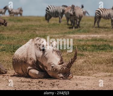 Rinoceronti nel fango, zebre sullo sfondo, Kenya Foto Stock