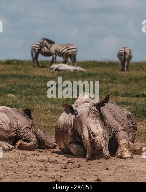 Rinoceronti nel fango, zebre sullo sfondo, Kenya Foto Stock