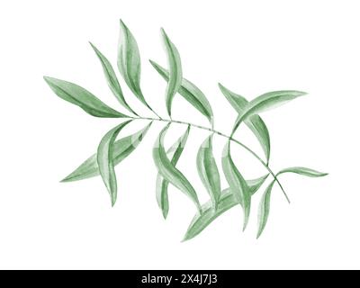 Lussureggianti eucalipto o oleandro. Foglie astratte acquerello. Verde oliva. Illustrazione della diramazione. Elemento botanico per il giorno di San Valentino Foto Stock